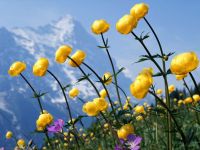 Обои Природа